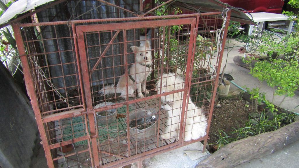 These two cute dogs man the main gate Two cute dogs man the gate