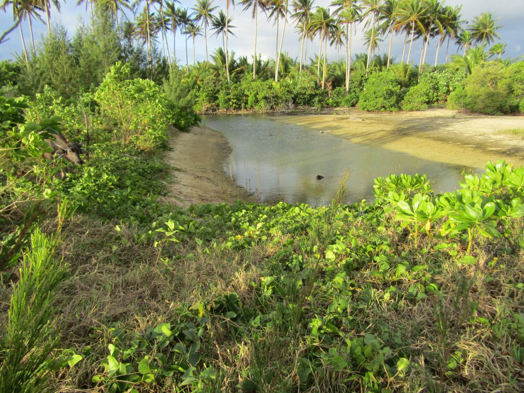 'Hidden' swimming pool. Can you spot the carabao?