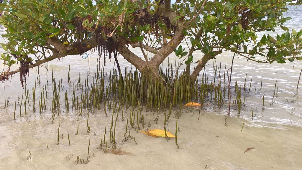 These young mangroves at the sand bar in Cagbalete Island will eventually form into a thicket