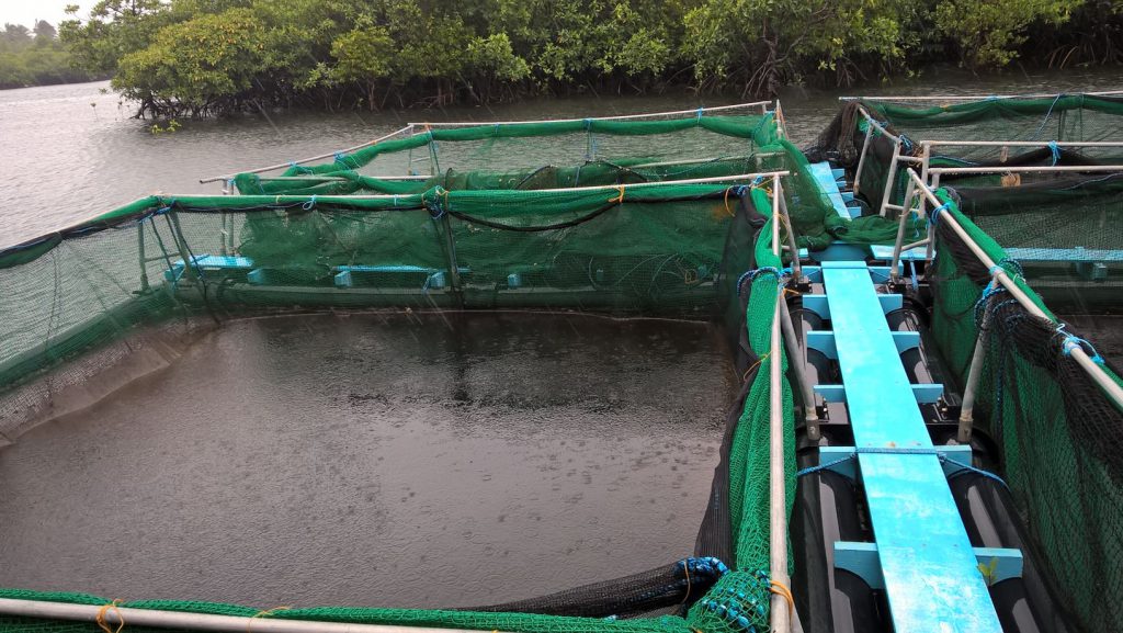 'Bangus' (milkfish) farming in Cagbalete Island