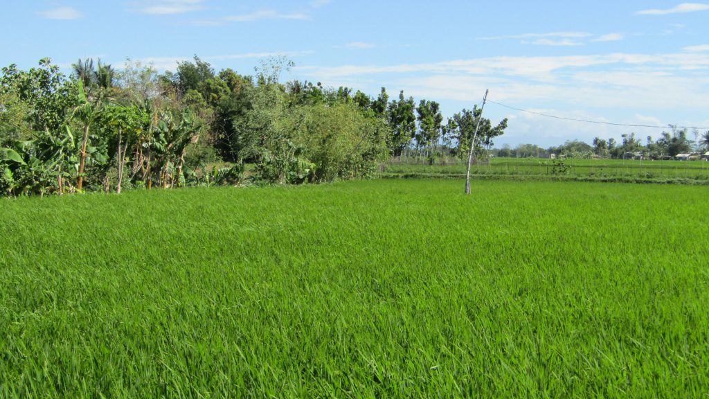 Shimmering grains of 'palay'