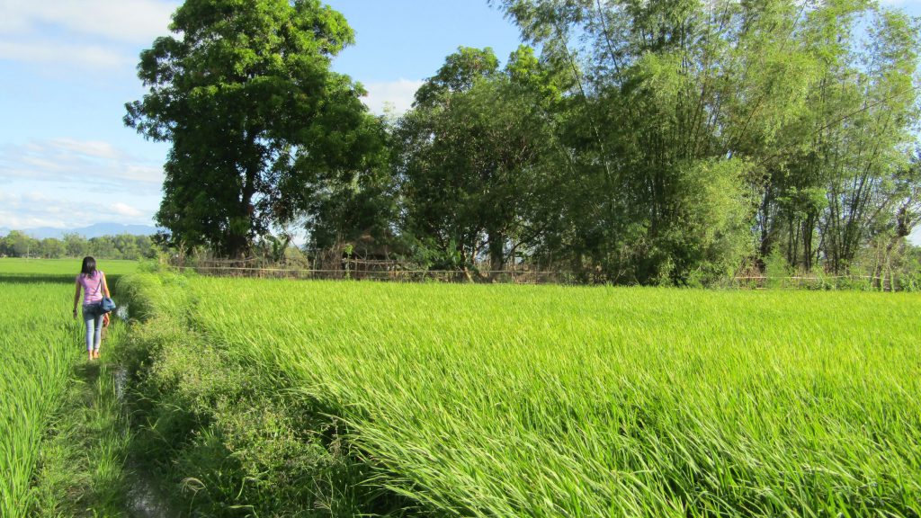 Winnie plods along the narrow 'pilapil' (foot path) towards the 'gubat' amidst the verdant rice fields in Santo Domingo, Nueva Ecija