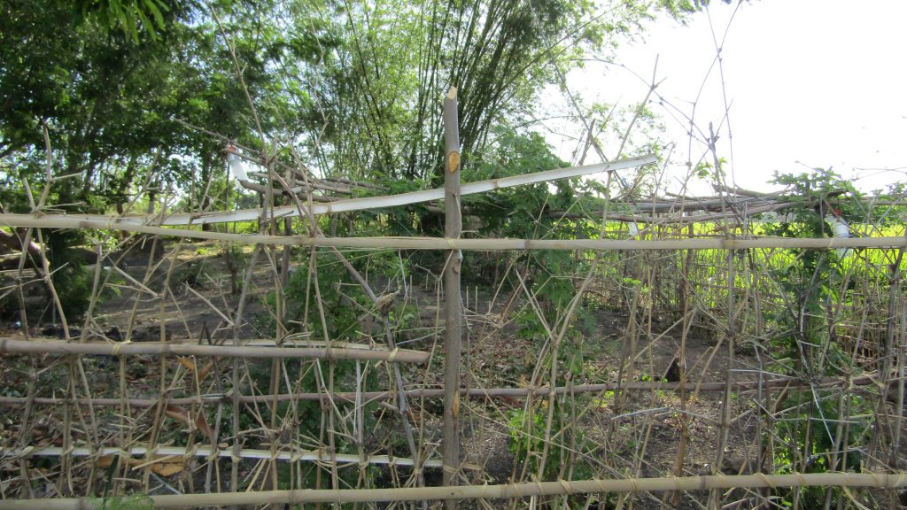 From the outside looking in -- bamboo trees are abundant in the 'gubat' From the outside looking in - bamboo trees grow abundantly in the 'gubat'