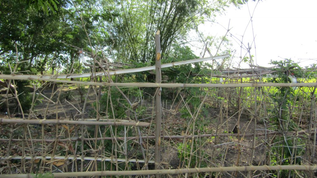 From the outside looking in - bamboo trees grow abundantly in the 'gubat'