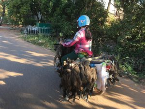 These poor ducks are not enjoying their early morning ride